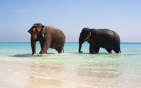 Day 4: Excursion to Elephant Beach and Transfer to Port Blair